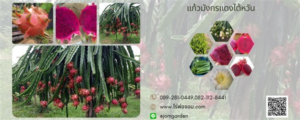 กิ่งพันธุ์แก้วมังกรแดงไต้หวัน Red dragon fruit From Taiwan | สวนแก้วมังกร ไร่พ่อจอม - ด่านซ้าย เลย