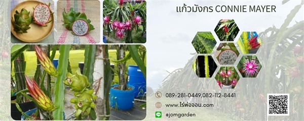 กิ่งพันธุ์แก้วมังกร Connie mayer (Connie mayer dragon fruit) | สวนแก้วมังกร ไร่พ่อจอม - ด่านซ้าย เลย