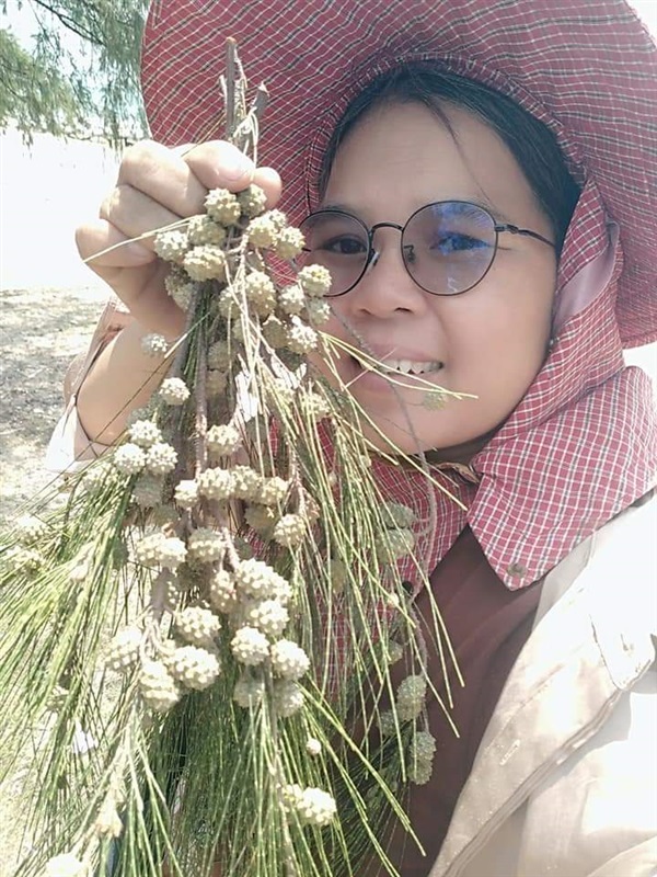 เมล็ดสนทะเล | เมล็ดพันธุ์ดี เกษตรวิถีไทย - เมืองระยอง ระยอง