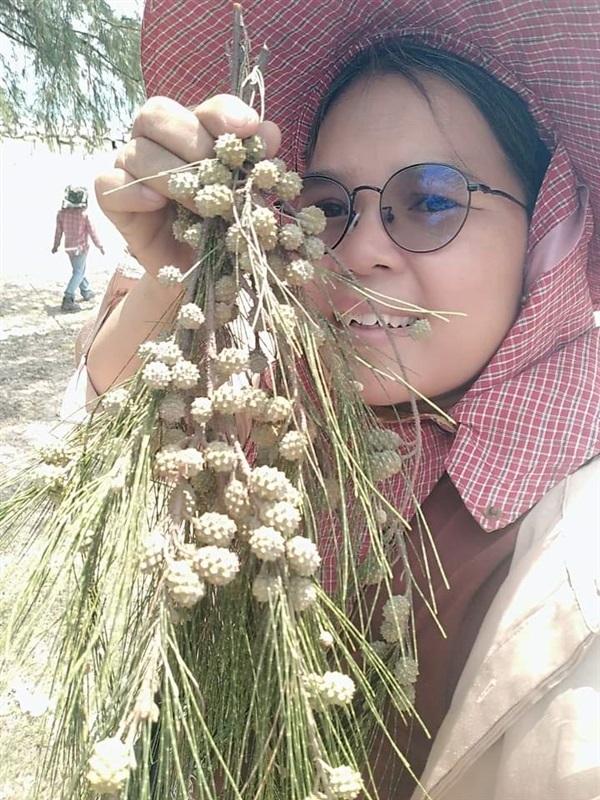 เมล็ดสนทะเล | เมล็ดพันธุ์ดี เกษตรวิถีไทย - เมืองระยอง ระยอง