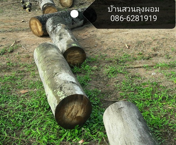 ไม้ตาลแปรรูป (แบบท่อน) | บ้านสวนลุงผอม - ประจันตคาม ปราจีนบุรี