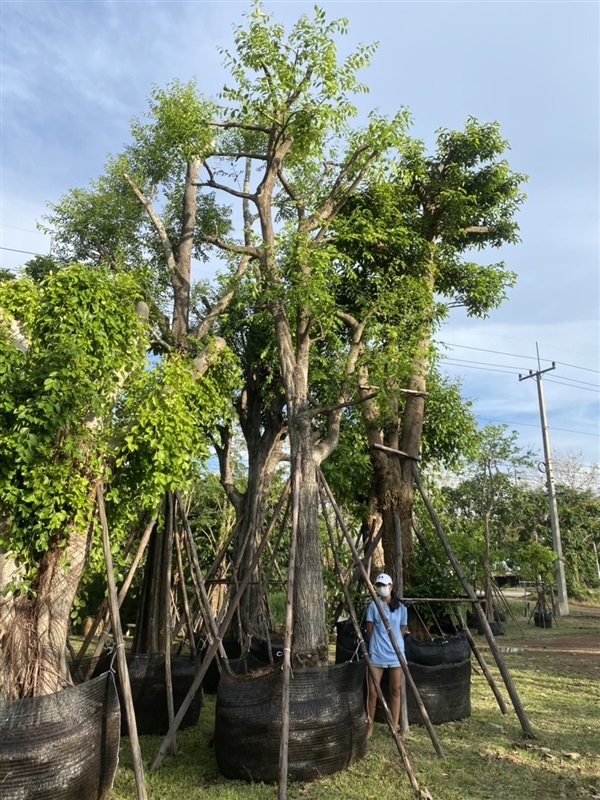 มะเกลือ | มีบุญปลูก - ศรีประจันต์ สุพรรณบุรี