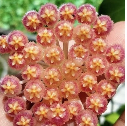 โฮย่า Hoya Rosariae | คุณกุ -  เพชรบุรี