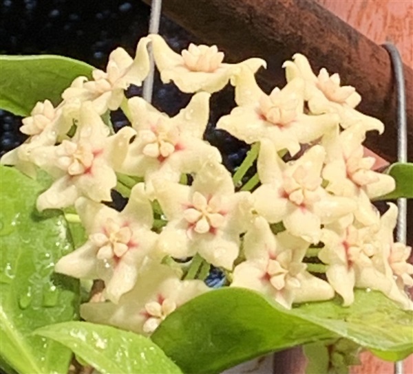 โฮย่า Hoya Australis UT029 | คุณกุ -  เพชรบุรี