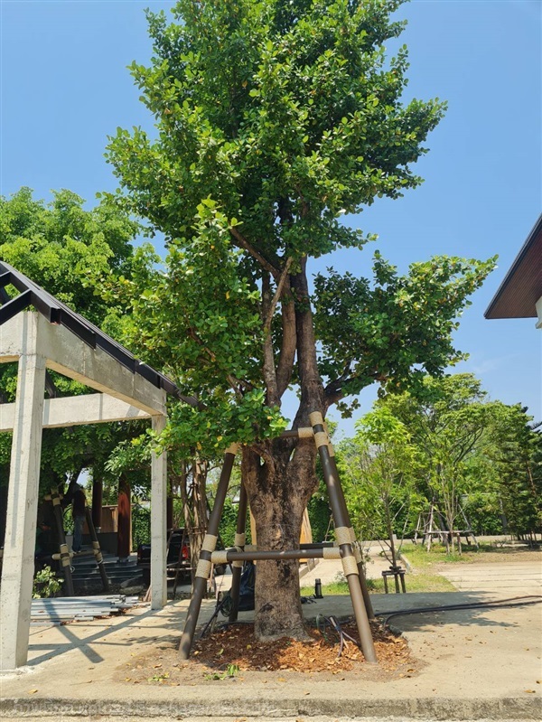 ค้ำยันเหล็ก | เกษตรเวิลด์  - บึงกุ่ม กรุงเทพมหานคร