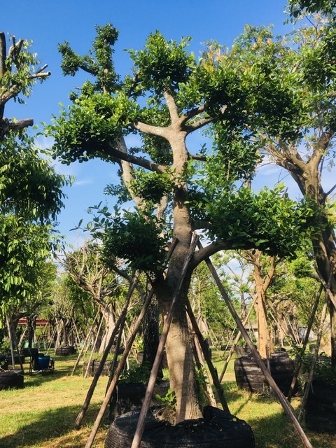 ต้นมั่งมี | สวนพี&เอ็มเจริญทรัพย์พันธ์ุไม้ - แก่งคอย สระบุรี
