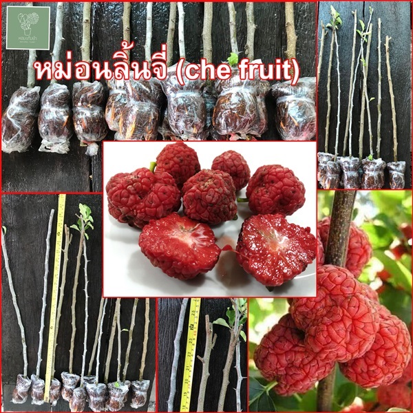 หม่อนลิ้นจี่ che fruit | หอมแก้มป่า - กุมภวาปี อุดรธานี