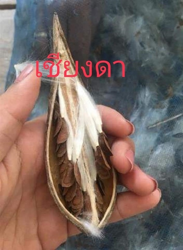 เชียงดา