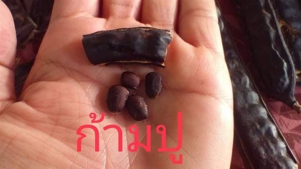 ก้ามปู หรือจามจุรีแดง ฉำฉา