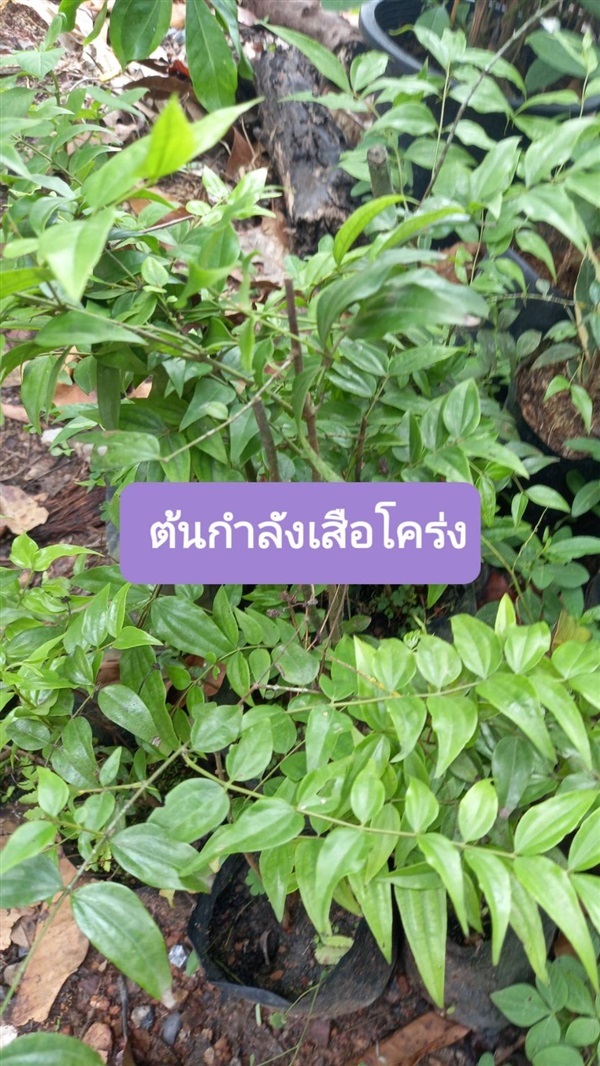 ต้นกำลังเสือโคร่ง | โชค พันธุ์ไม้ - เมืองปราจีนบุรี ปราจีนบุรี