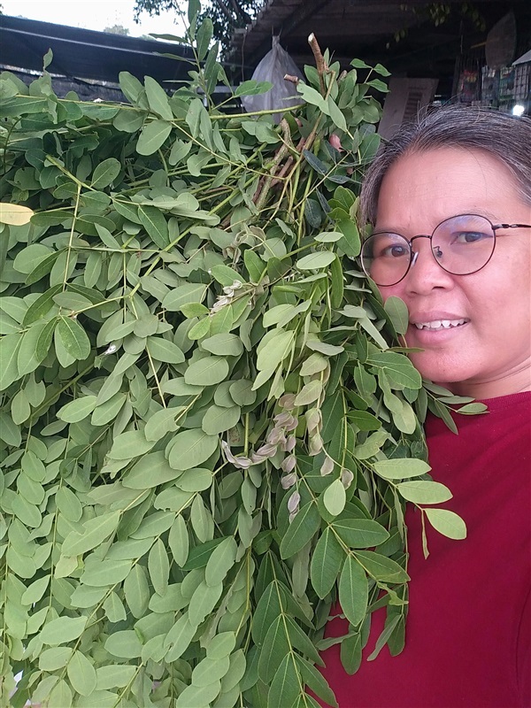 ใบทิ้งถ่อน | เมล็ดพันธุ์ดี เกษตรวิถีไทย - เมืองระยอง ระยอง