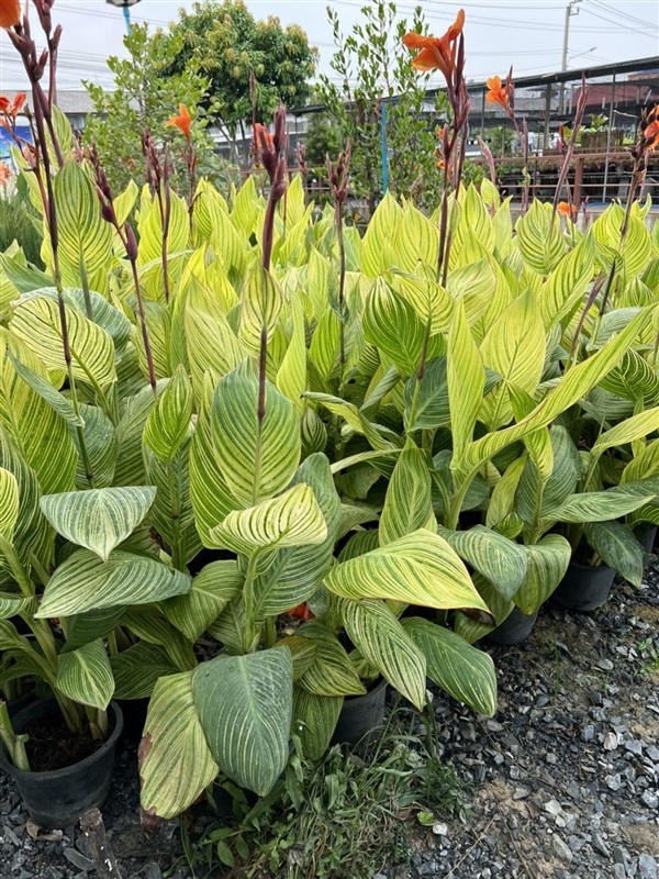 พุทธรักษาใบลาย พุทธรักษาใบด่าง Canna Lily ไม้มงคล