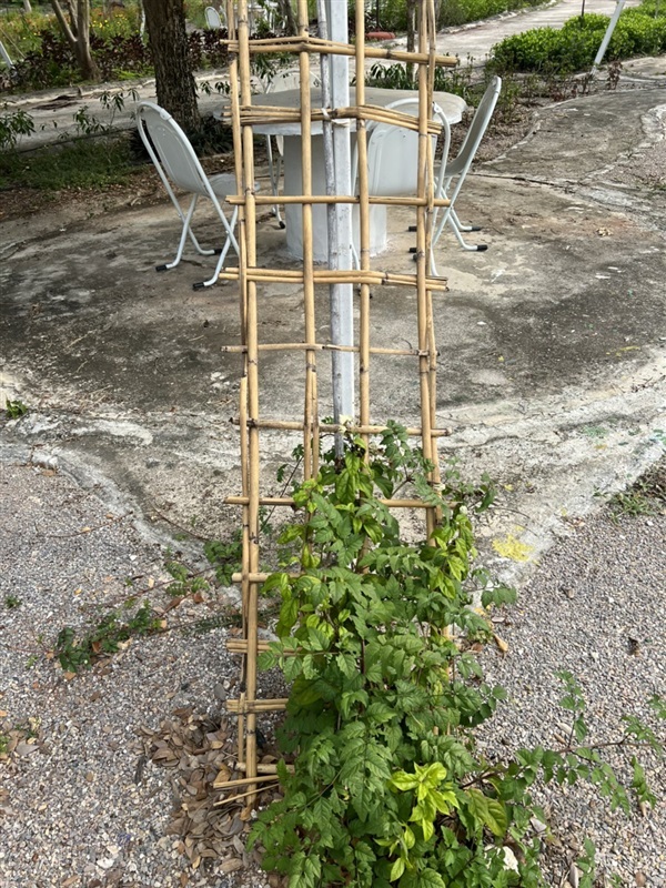 บันไดไม้เรื้อย 2 เมตร เสาไม้เลื้อย ไม้รวก ivy ladder | Alungkarn - เมืองราชบุรี ราชบุรี
