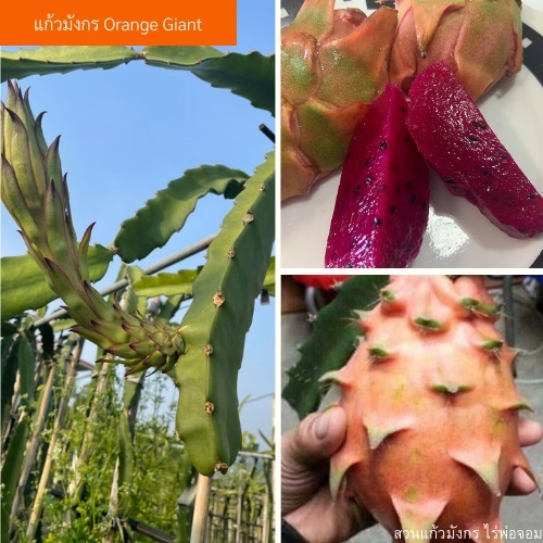 Orange Giant ,Giant orange dragon fruit ต้นแก้วมังกรสีส้ม แก | สวนแก้วมังกร ไร่พ่อจอม - ด่านซ้าย เลย