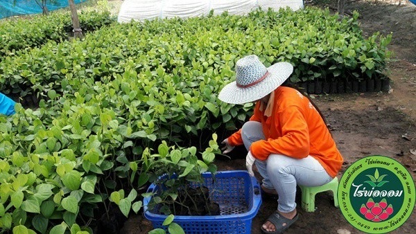 พันธุ์พริกไทยซีลอน ต้นพันธุ์พริกไทยซีลอน  | สวนแก้วมังกร ไร่พ่อจอม - ด่านซ้าย เลย