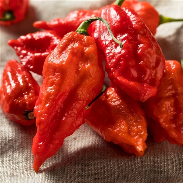 เมล็ดพันธุ์พริกปีศาจ Ghost pepper (Bhut jolokia) 30 เมล็ด