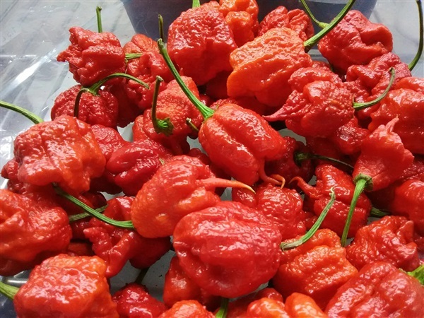 เมล็ดพันธุ์พริก Carolina reaper (30 เมล็ด) ของแท้ 100% | ปางดอยฟาร์ม - เมืองแม่ฮ่องสอน แม่ฮ่องสอน