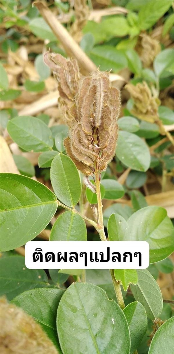ถั่วกรีนลิฟเดสโมเดียม | เมล็ดพันธุ์ดี เกษตรวิถีไทย - เมืองระยอง ระยอง
