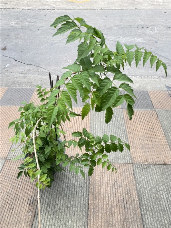 มธุรดา รุ่งอรุณ Red Trumpet Vine ไม้เลื้อย