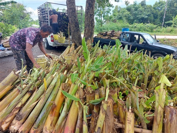 หน่อกล้วยนำ้ว้ามะลิอ่อง บริการปลูก | สวนเกษตร - ปากเกร็ด นนทบุรี
