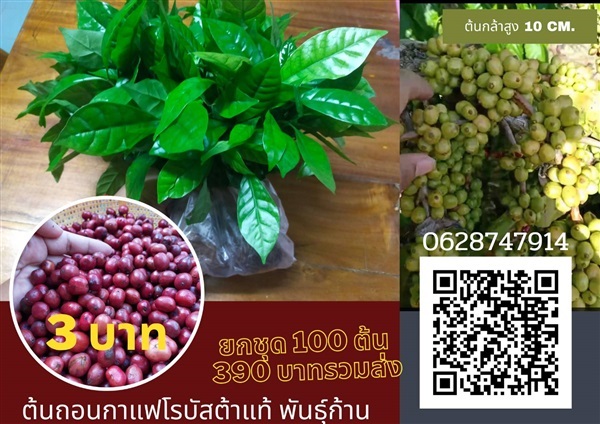 ต้นถอนกาแฟโรบัสต้าแท้ ชุดทดลองปลูก 100 ต้นสูง 15 เซนพร้อมส่ง | สนั่นดังกล้าต้นไม้ - เมืองชุมพร ชุมพร