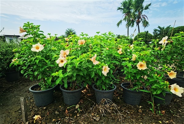 บานบุรี ดอกส้ม กระถาง 11 นิ้ว พุ่ม  สูงประมาณ60-80 cm  | เฌอ-สถาน - บางใหญ่ นนทบุรี