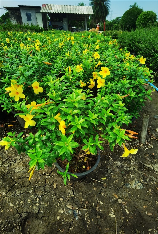 บานบุรีแคระ ดอกเหลือง กระถาง 11 นิ้ว พุ่ม  สูงประมาณ40-50 cm | เฌอ-สถาน - บางใหญ่ นนทบุรี