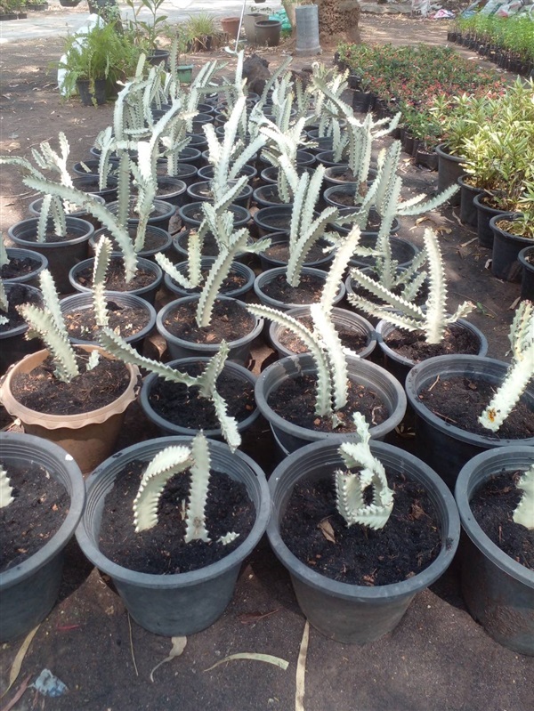 ต้นยูโฟเบีย แลคเทีย Euphorbia lactea ไม้มงคล ไม้อวบน้ำ | Alungkarn - เมืองราชบุรี ราชบุรี