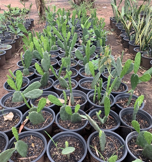 กระบองเพชรใบเสมา กระบองเพชรมิคกี้เมาส์ Opuntia ไม้อวบน้ำ | Alungkarn - เมืองราชบุรี ราชบุรี