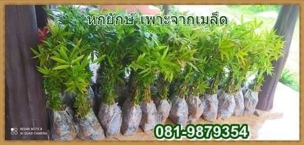 ไผ่หกยักษ์ | ไผ่ซางเงิน - งาว ลำปาง