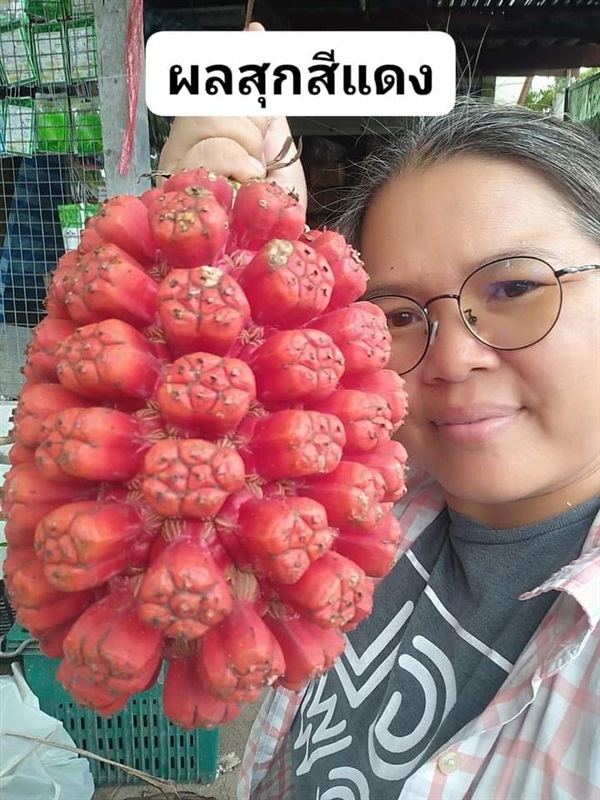 เตยทะเล ลำเจียก เมล็ดพันธ์/ต้นกล้า | เมล็ดพันธุ์ดี เกษตรวิถีไทย - เมืองระยอง ระยอง