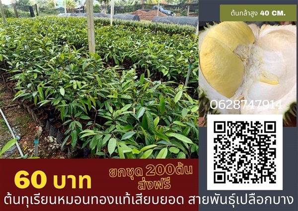 ขายต้นทุเรียนหมอนทองเสียบยอดแท้ สูง 40 เซนต้นละ 60 บาทยกชุด