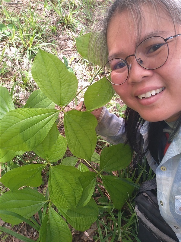 ต้นพันธุ์กลอยป่า | เมล็ดพันธุ์ดี เกษตรวิถีไทย - เมืองระยอง ระยอง