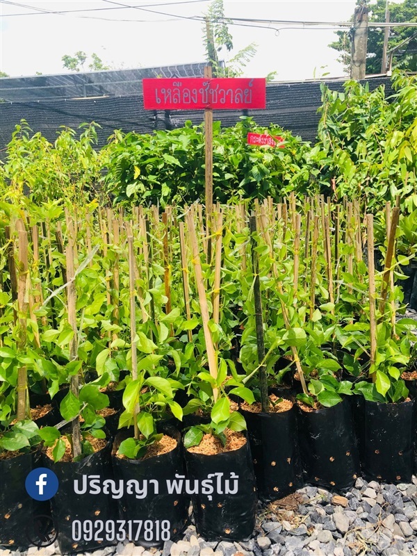 เหลืองชัชวาลย์ | green space (online) - เมืองปราจีนบุรี ปราจีนบุรี