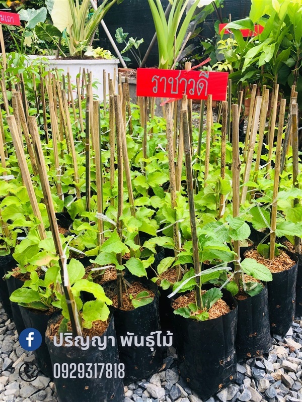 ราชาวดี | green space (online) - เมืองปราจีนบุรี ปราจีนบุรี