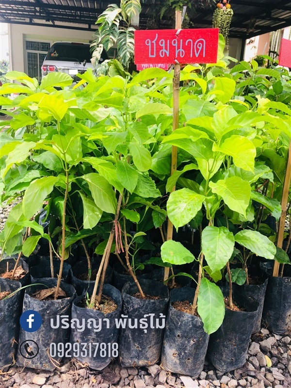 ชมนาด | green space (online) - เมืองปราจีนบุรี ปราจีนบุรี