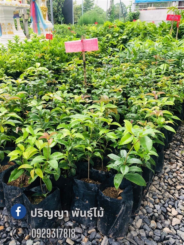 หอมหมื่นลี้ | green space (online) - เมืองปราจีนบุรี ปราจีนบุรี