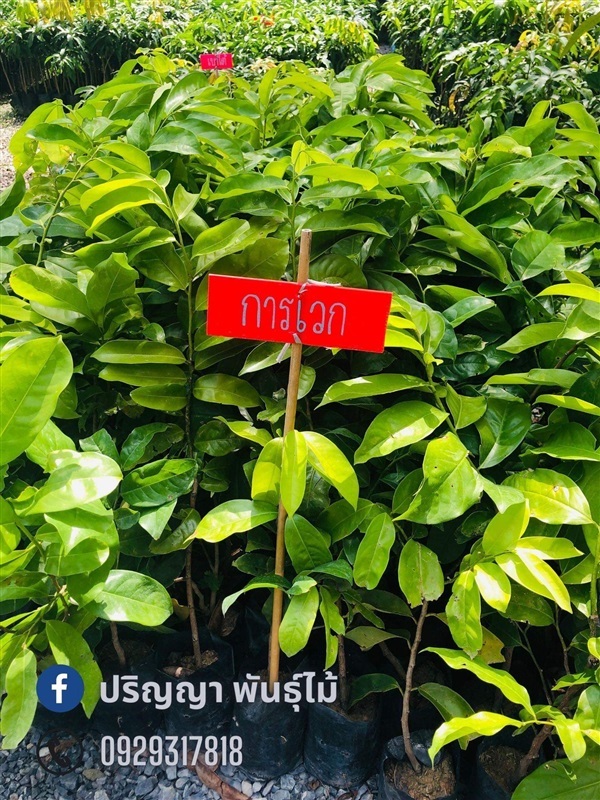 การเวก | green space (online) - เมืองปราจีนบุรี ปราจีนบุรี