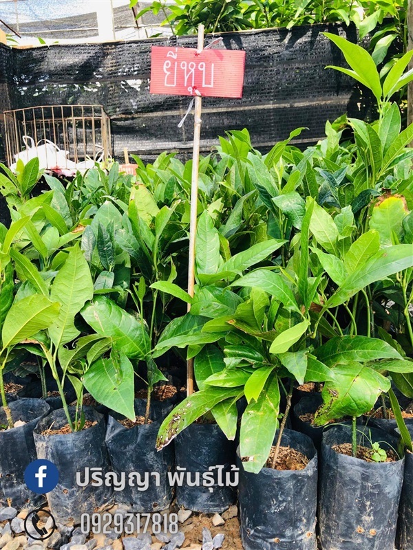 ยี่หุบ | green space (online) - เมืองปราจีนบุรี ปราจีนบุรี