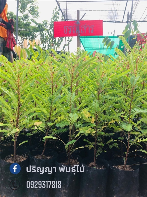 ธรณีสาร | green space (online) - เมืองปราจีนบุรี ปราจีนบุรี