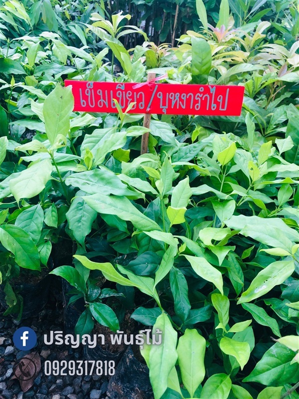 บุหงารำไป | green space (online) - เมืองปราจีนบุรี ปราจีนบุรี