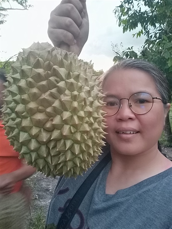 ทุเรียนหมอนทอง | เมล็ดพันธุ์ดี เกษตรวิถีไทย - เมืองระยอง ระยอง