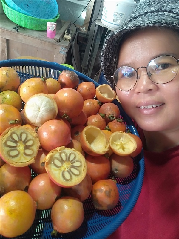 พะวา มังคุดป่า | เมล็ดพันธุ์ดี เกษตรวิถีไทย - เมืองระยอง ระยอง