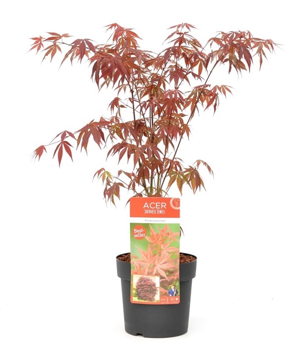 พร้อมส่ง ต้นเมเปิ้ลสายพันธุ์ญี่ปุ่น purple Japanese maple เพ | THASANAA - จังหาร ร้อยเอ็ด