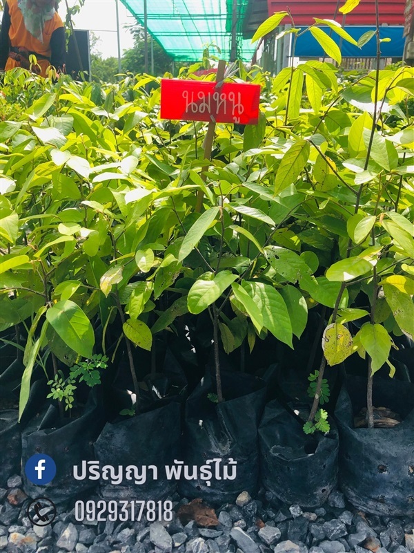 นมหนู/มะป่วน | green space (online) - เมืองปราจีนบุรี ปราจีนบุรี