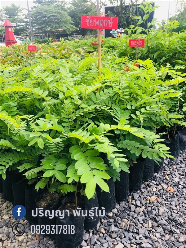 ชัยพฤกษ์ | green space (online) - เมืองปราจีนบุรี ปราจีนบุรี