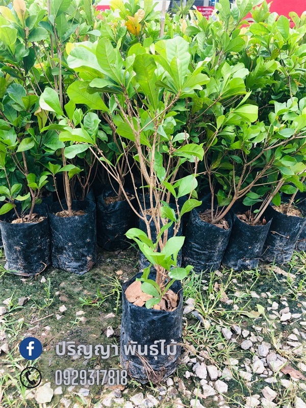 มิราเคิล | green space (online) - เมืองปราจีนบุรี ปราจีนบุรี