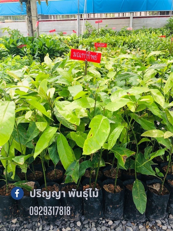 มณฑาทิพย์ | green space (online) - เมืองปราจีนบุรี ปราจีนบุรี