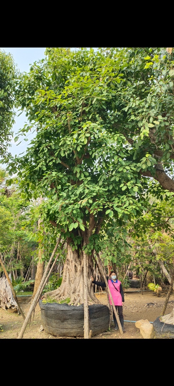 ต้นมหาโชค ผักเฮือด เชียงใหม่ | สวนแสนปัญญา1 - แม่ออน เชียงใหม่