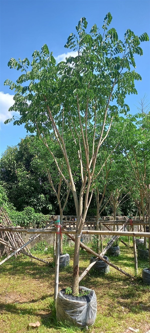 ต้นจามจุรี | ณัฐพลพันธุ์ไม้ -  ปราจีนบุรี